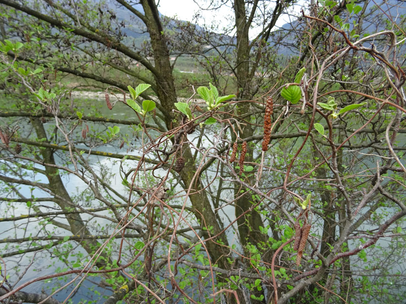 Alnus glutinosa - Betulaceae (Ontano nero)